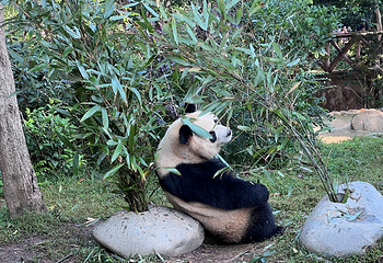 成都大熊猫繁育研究基地第 237 张图片
