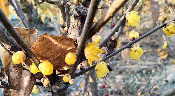琥珀蜡梅园