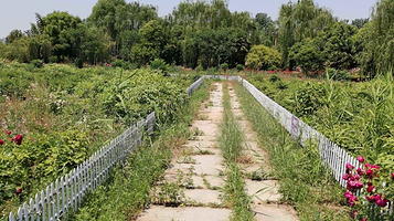 洛阳·中国薰衣草庄园-牡丹园