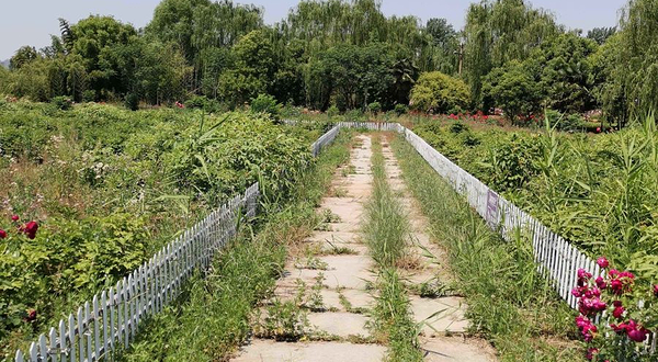 洛阳·中国薰衣草庄园-牡丹园