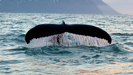 Salka Whale Watching第 4 张图片