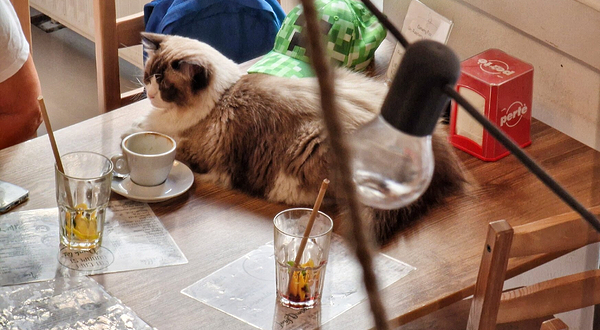 布达佩斯猫咪咖啡馆