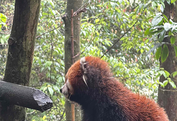 熊猫谷第 47 张图片