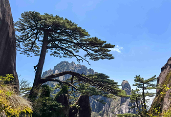 黄山风景区第 75 张图片