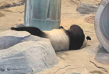 岳阳中华大熊猫苑第 41 张图片
