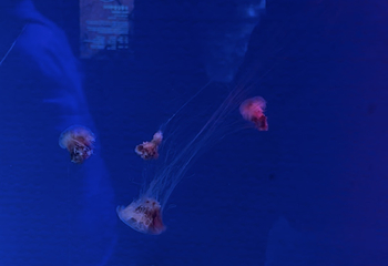 釜山SEA LIFE水族馆第 53 张图片