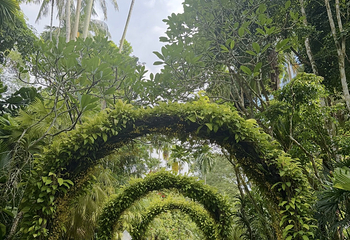 新加坡植物园第 81 张图片