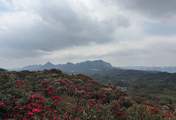 百里杜鹃风景区第 60 张图片