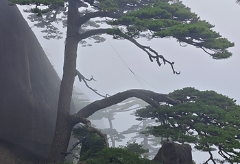 黄山风景区第 510 张图片