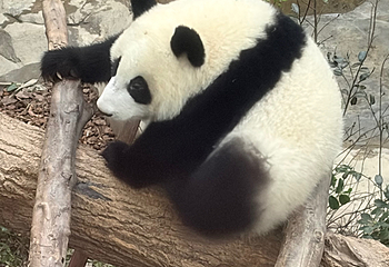 成都大熊猫繁育研究基地第 770 张图片