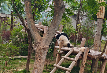 成都大熊猫繁育研究基地第 510 张图片
