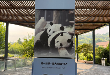 成都大熊猫繁育研究基地第 158 张图片