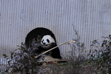 卧龙中华大熊猫苑神树坪基地第 29 张图片