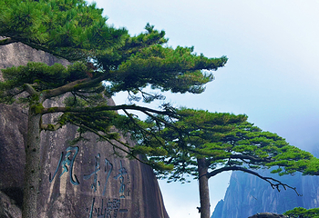 黄山风景区第 27 张图片