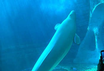 三亚亚特兰蒂斯失落的空间水族馆第 210 张图片
