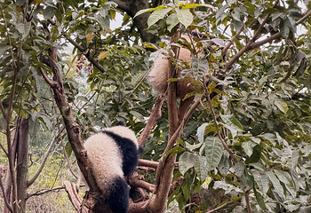 成都大熊猫繁育研究基地第 384 张图片