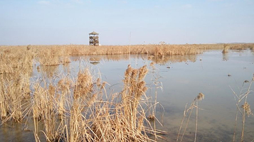 江苏盐城湿地珍禽国家级自然保护区