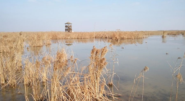 江苏盐城湿地珍禽国家级自然保护区