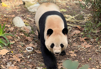 成都大熊猫繁育研究基地第 59 张图片