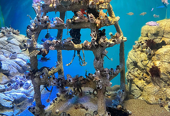 釜山SEA LIFE水族馆第 35 张图片