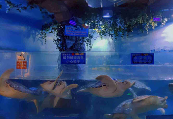 烟台海昌鲸鲨海洋公园第 35 张图片
