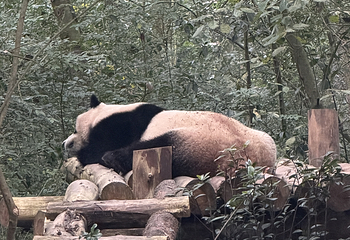 成都大熊猫繁育研究基地第 428 张图片