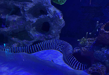 吉隆坡城中城水族馆第 58 张图片
