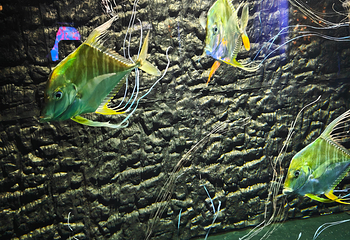 上海海洋水族馆第 128 张图片