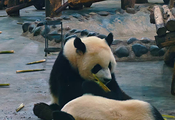 成都大熊猫繁育研究基地第 423 张图片