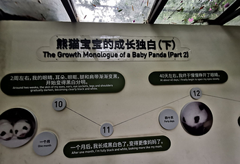 成都大熊猫繁育研究基地第 792 张图片