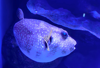 凯恩斯水族馆第 49 张图片