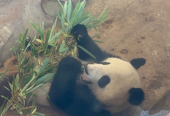 成都大熊猫繁育研究基地第 779 张图片