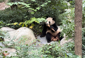 成都大熊猫繁育研究基地第 394 张图片