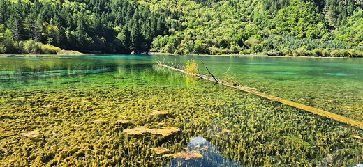 九寨沟风景区第 439 张图片