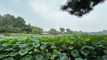 西海湿地公园-景观平台