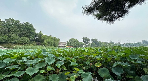 西海湿地公园-景观平台
