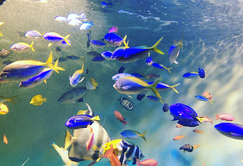 宫岛水族馆第 13 张图片