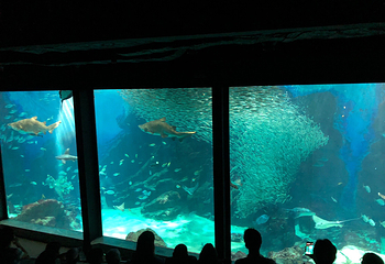 海洋世界海之中道第 27 张图片