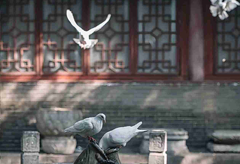 大兴善寺第 19 张图片