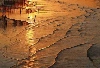 东滩湿地公园第 70 张图片