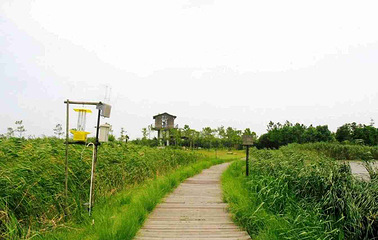 东滩湿地公园第 59 张图片