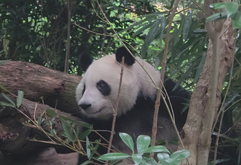 成都大熊猫繁育研究基地第 669 张图片