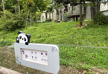 卧龙中华大熊猫苑神树坪基地第 105 张图片