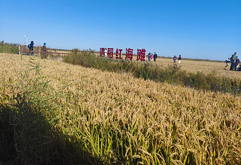 红海滩国家风景廊道第 179 张图片