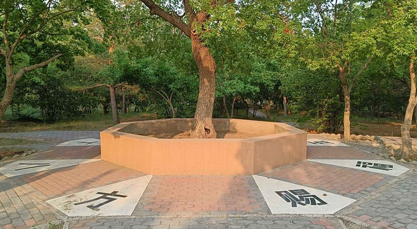 通辽市森林公园-五角枫