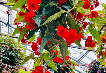 松江花鳥園第 14 张图片