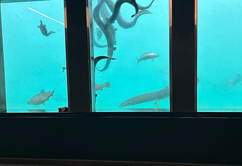 皇后镇水下时空观测站第 8 张图片