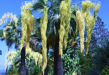 Jardin Botanico Marimurtra第 2 张图片