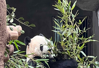 重庆动物园第 128 张图片