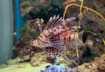 冲绳美丽海水族馆第 86 张图片